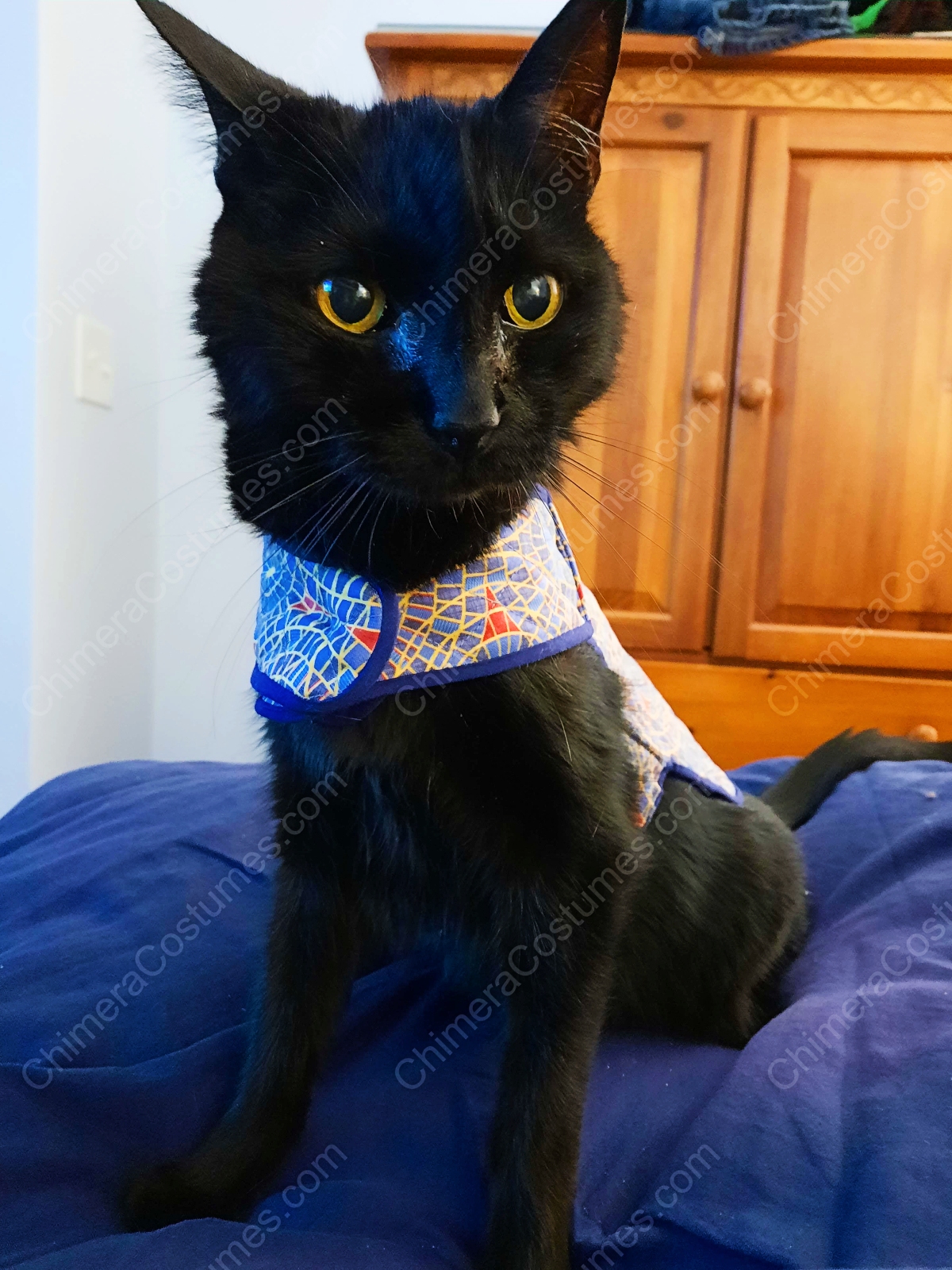 Black cat jacket outlet
