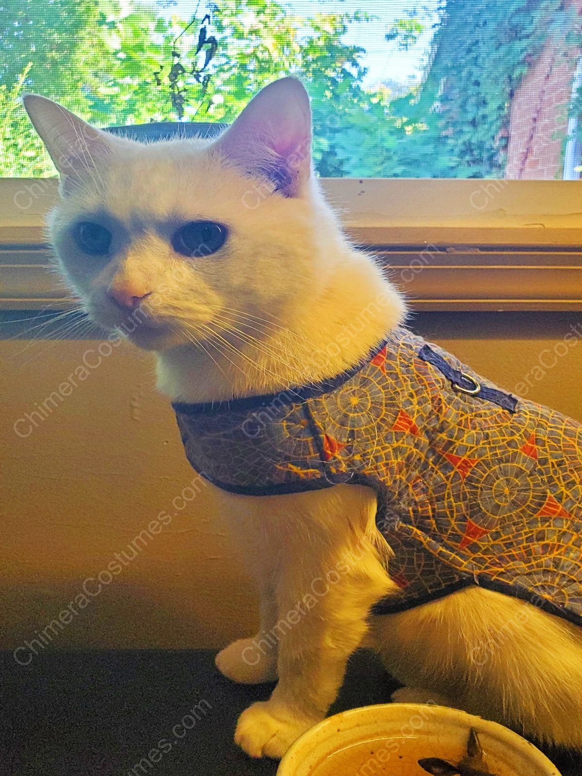 Custom cat apparel outlet
